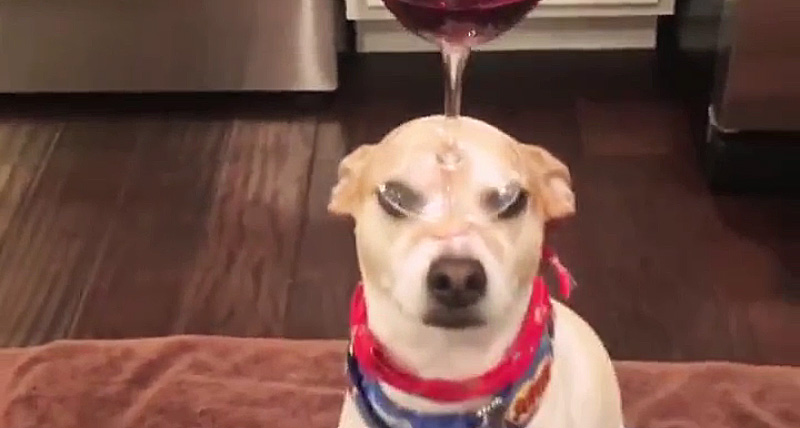 Doggie wine holder